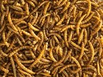 Topflite Dried Mealworms 125g-fish-The Pet Centre