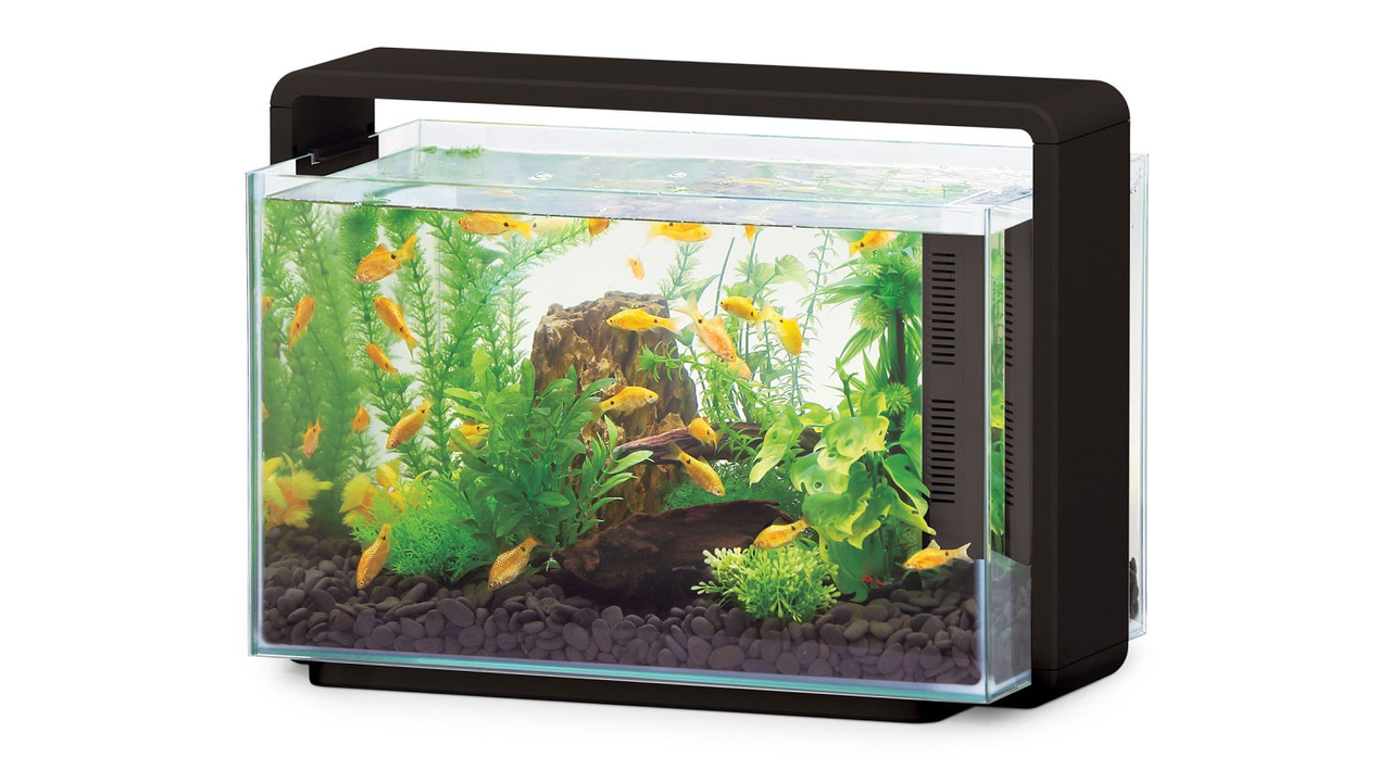 Hailea aquarium best sale